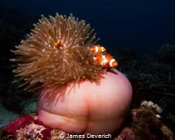 Three False clown fish in Anemone

Amphiprion ocellaris by James Deverich 